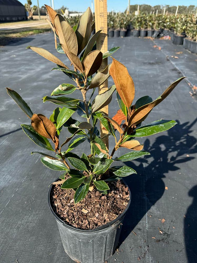 magnolia-grandiflora-little-gem-southern-magnolia-little-gem-southern-magnolia