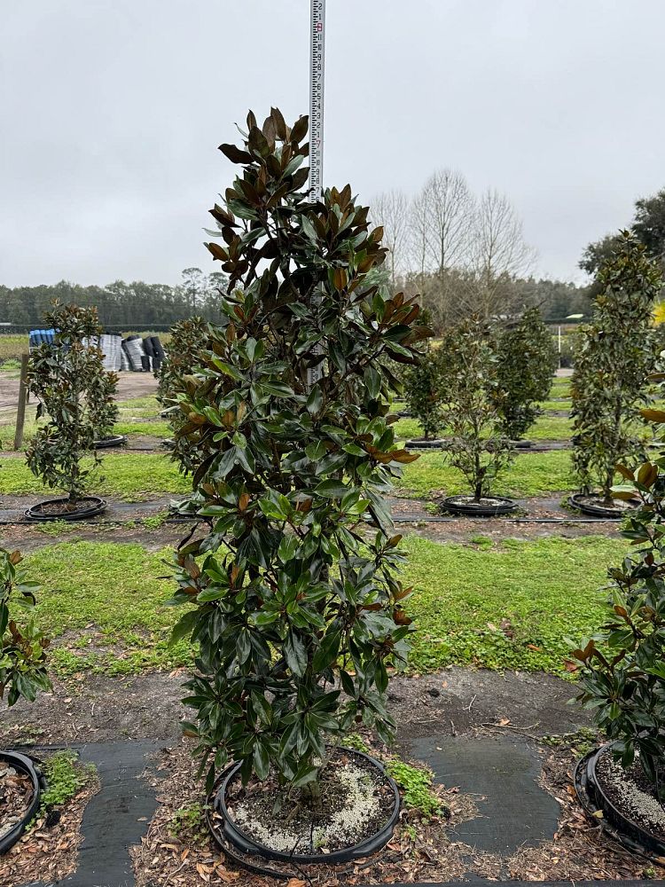 magnolia-grandiflora-little-gem-southern-magnolia-little-gem-southern-magnolia