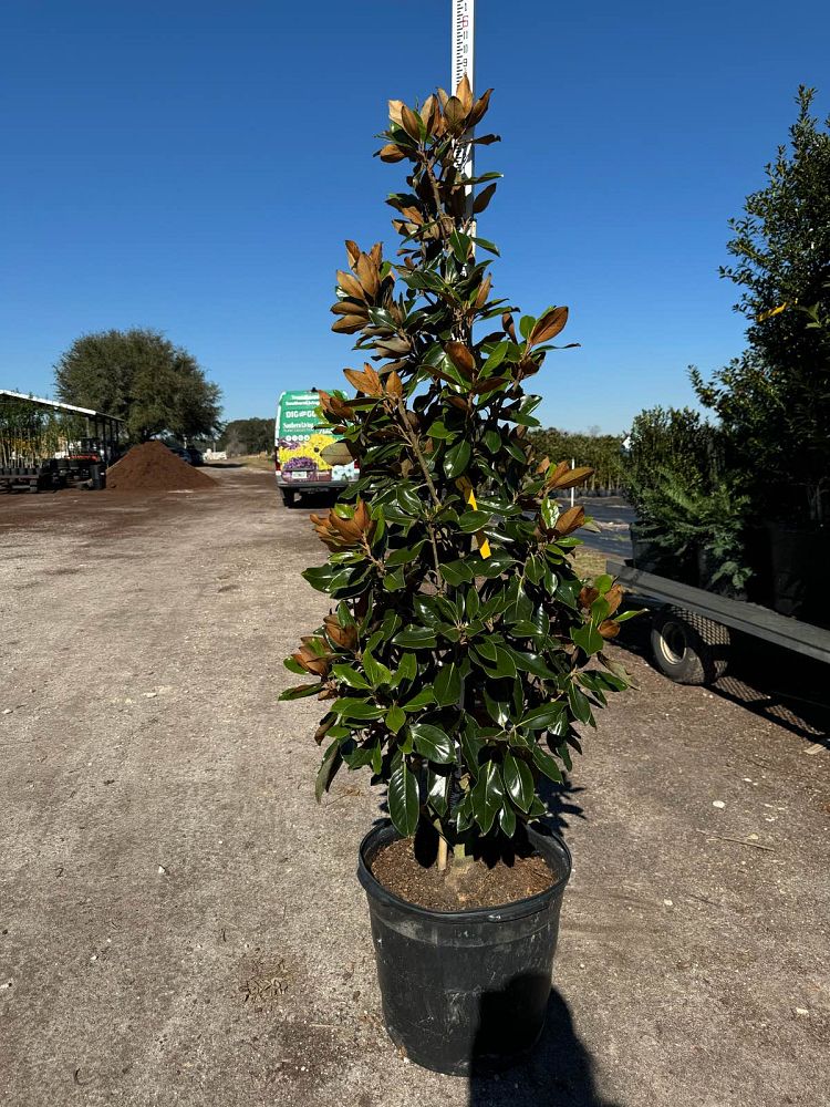 magnolia-grandiflora-little-gem-southern-magnolia-little-gem-southern-magnolia