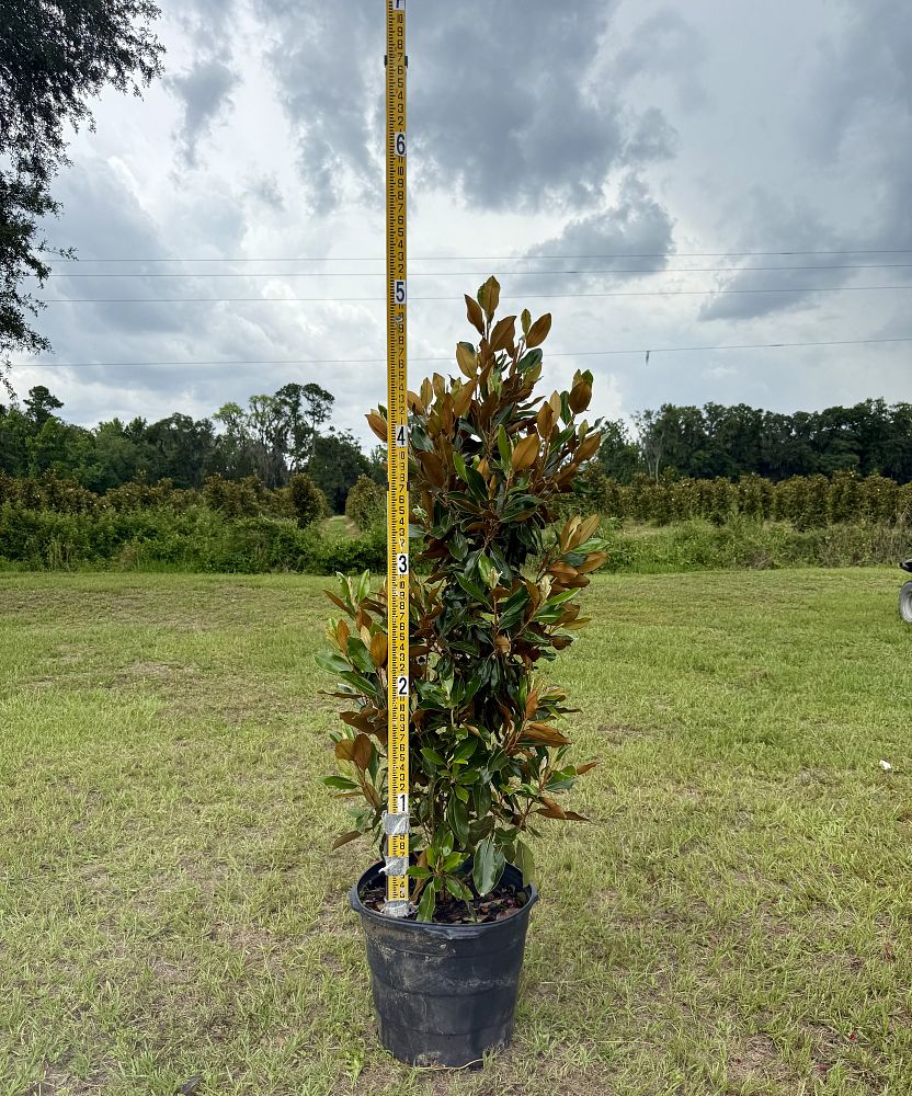 magnolia-grandiflora-little-gem-southern-magnolia-little-gem-southern-magnolia