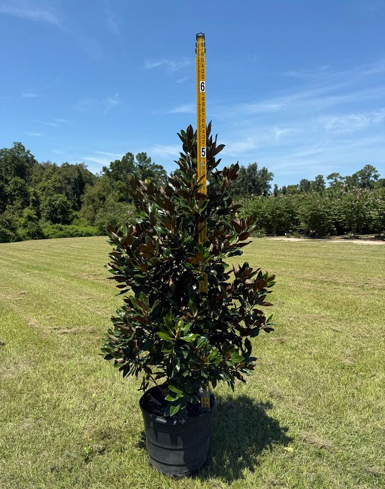 magnolia-grandiflora-little-gem-southern-magnolia-little-gem-southern-magnolia