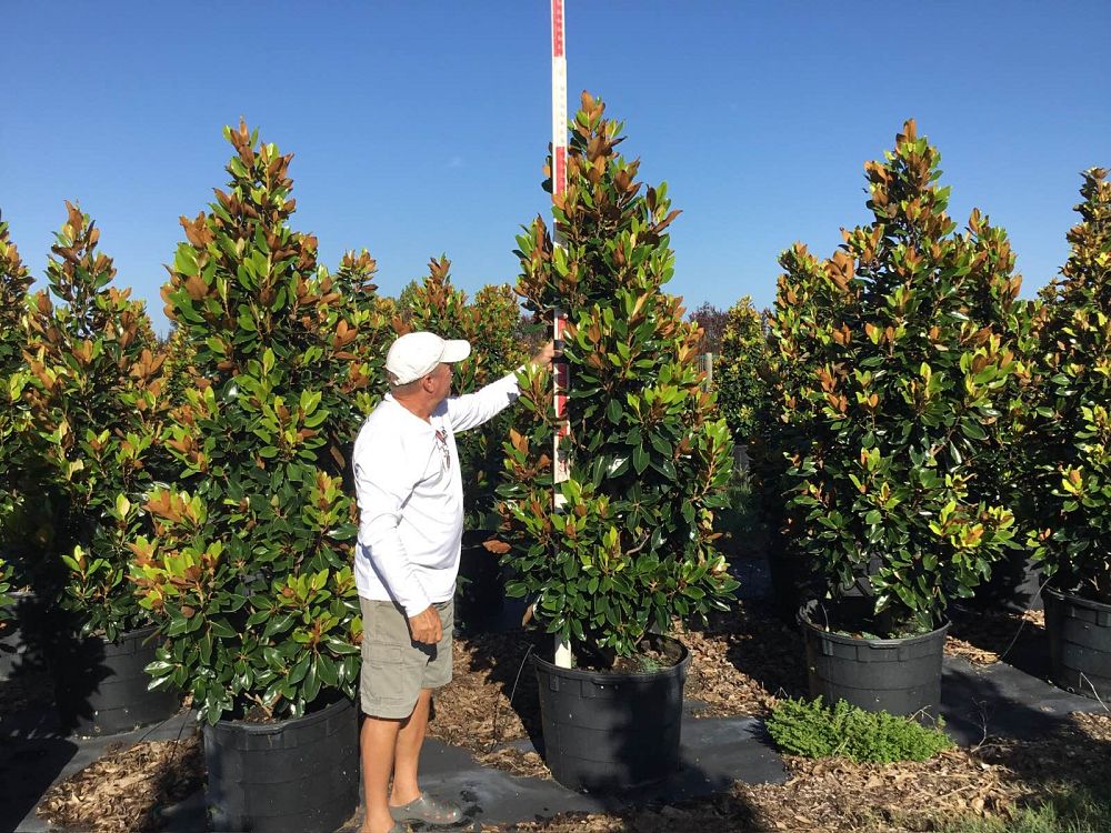 magnolia-grandiflora-little-gem-southern-magnolia-little-gem-southern-magnolia