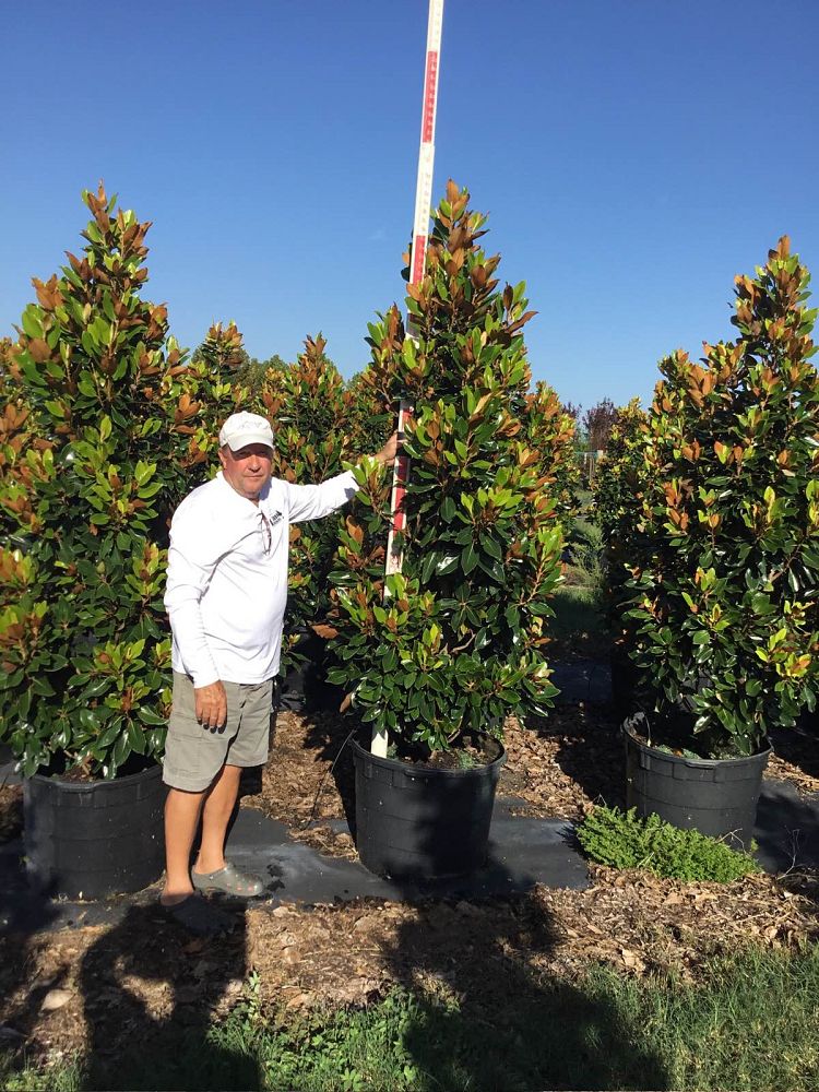 magnolia-grandiflora-little-gem-southern-magnolia-little-gem-southern-magnolia