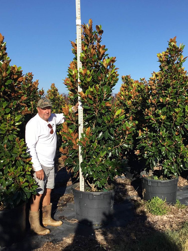 magnolia-grandiflora-little-gem-southern-magnolia-little-gem-southern-magnolia