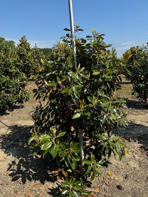 magnolia-grandiflora-little-gem-southern-magnolia-little-gem-southern-magnolia