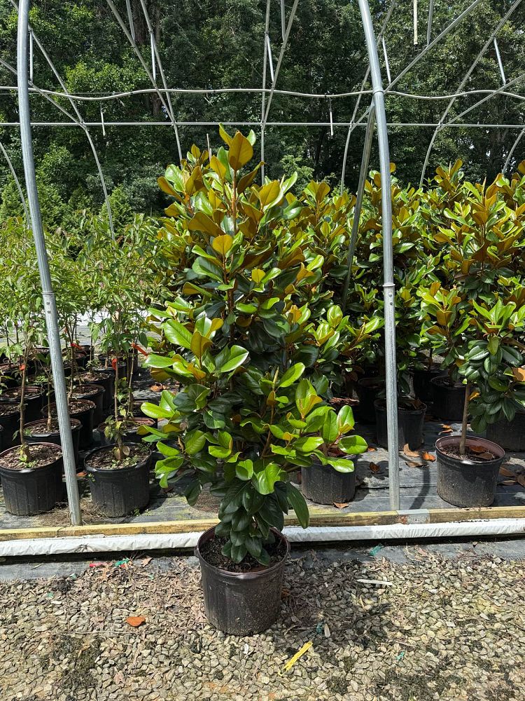 magnolia-grandiflora-southern-charm-southern-magnolia-teddy-bear