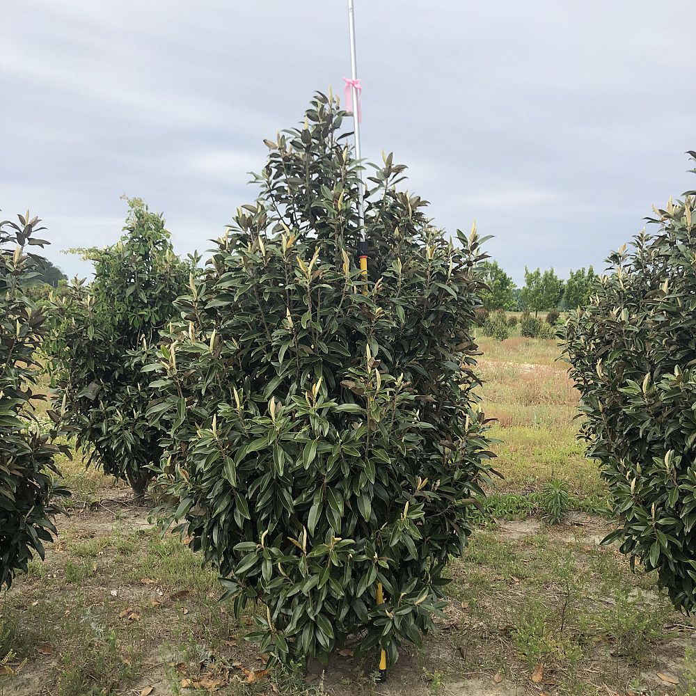 magnolia-grandiflora-tmgh-southern-magnolia-alta