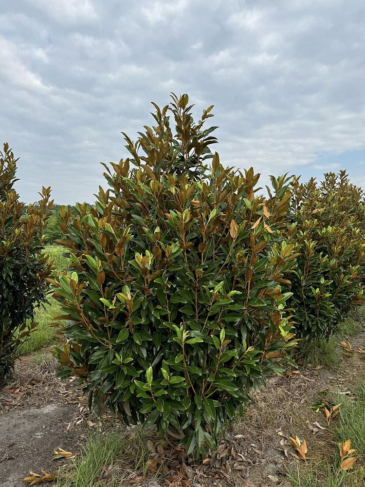 magnolia-grandiflora-tmgh-southern-magnolia-alta