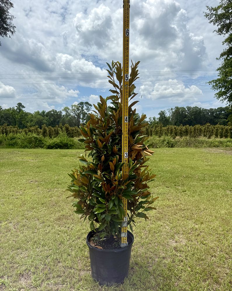 magnolia-grandiflora-tmgh-southern-magnolia-alta