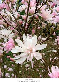 magnolia-kobus-stellata-chrysanthemumiflora-star-magnolia