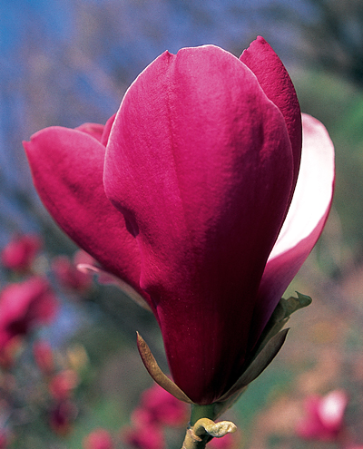 magnolia-marillyn-deciduous-magnolia
