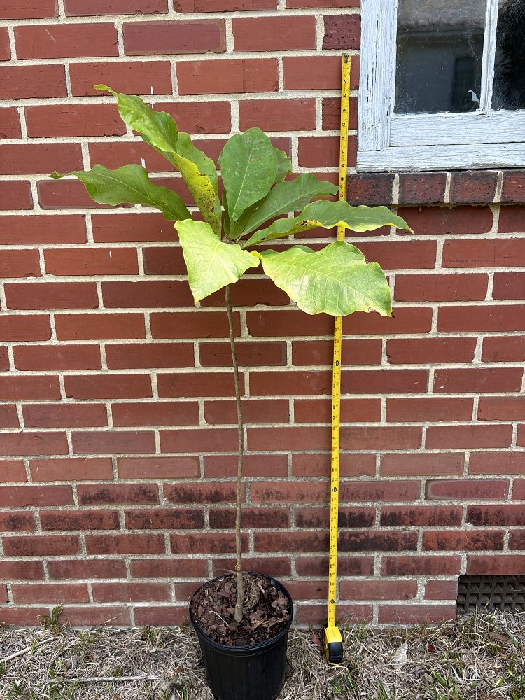 magnolia-obovata-japanese-whitebark-magnolia-japanese-bigleaf-magnolia-japanese-cucumber-tree