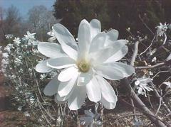magnolia-stellata-centennial-star-magnolia
