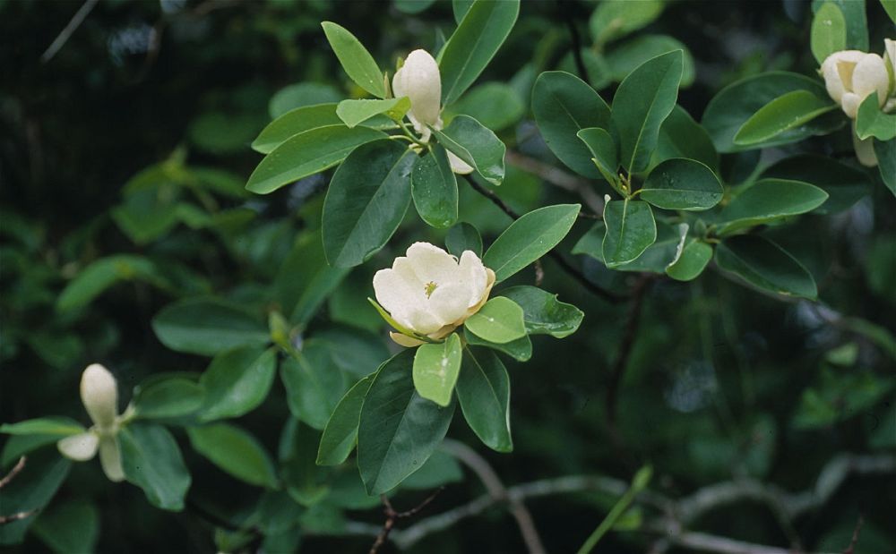 magnolia-virginiana-sweetbay-magnolia