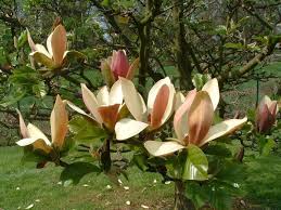 magnolia-x-brooklynensis-woodsman
