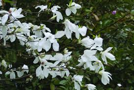 magnolia-x-kewensis-wada-s-memory