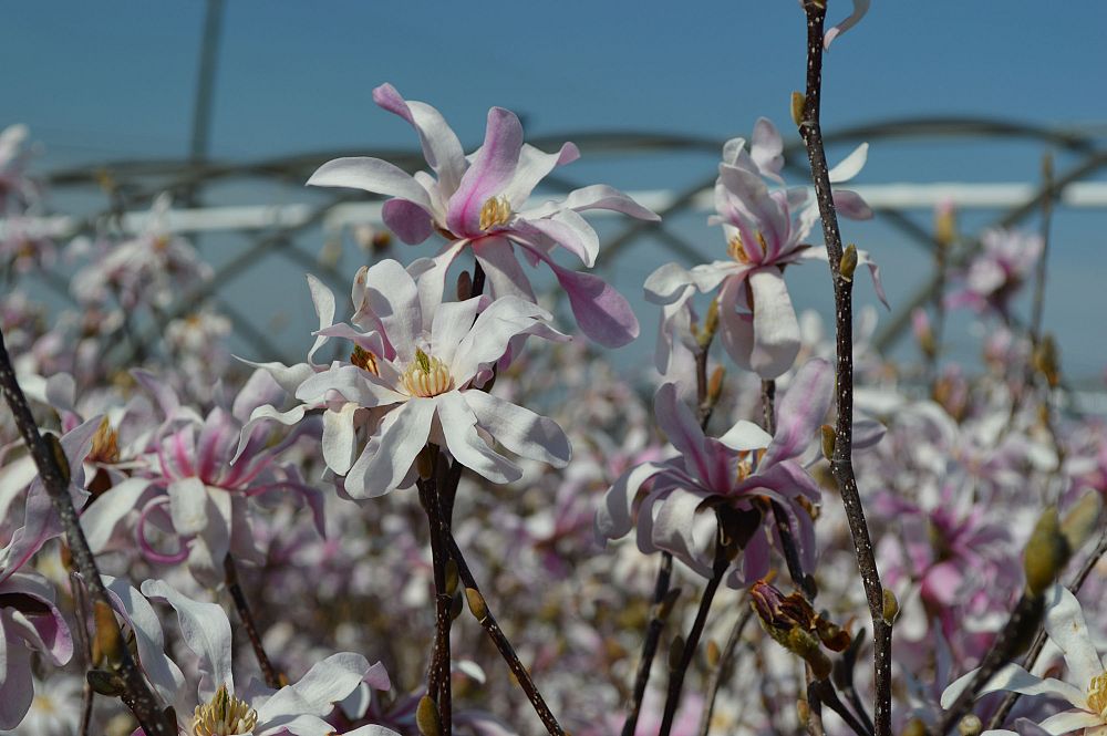 magnolia-x-loebneri-leonard-messel-loebner-magnolia