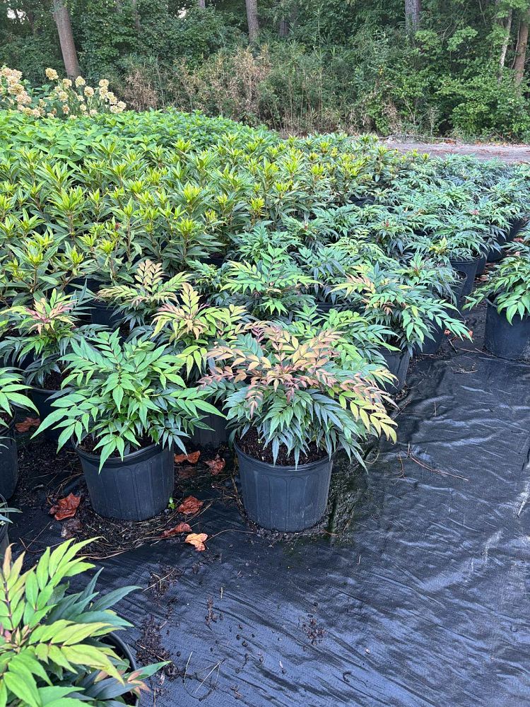 mahonia-groovy-glow