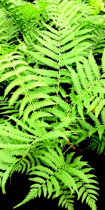 matteuccia-struthiopteris-the-king-king-ostrich-fern