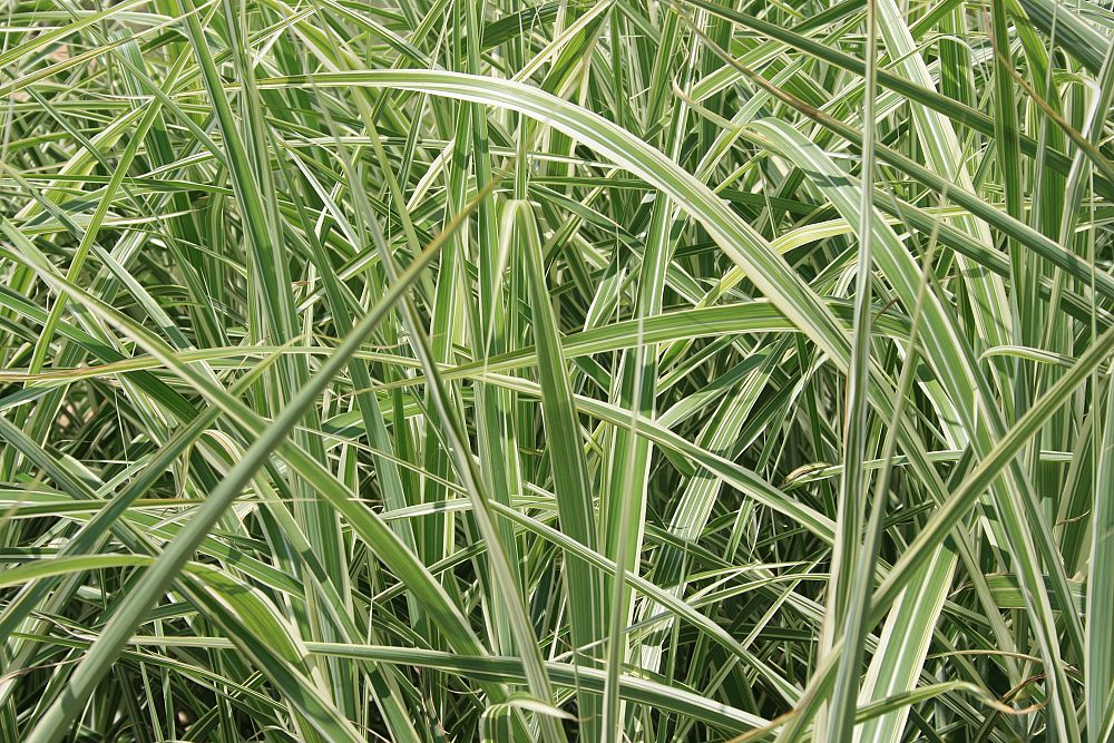 miscanthus-sinensis-cosmopolitan-chinese-silvergrass-maiden-grass-zebra-grass-eulalia