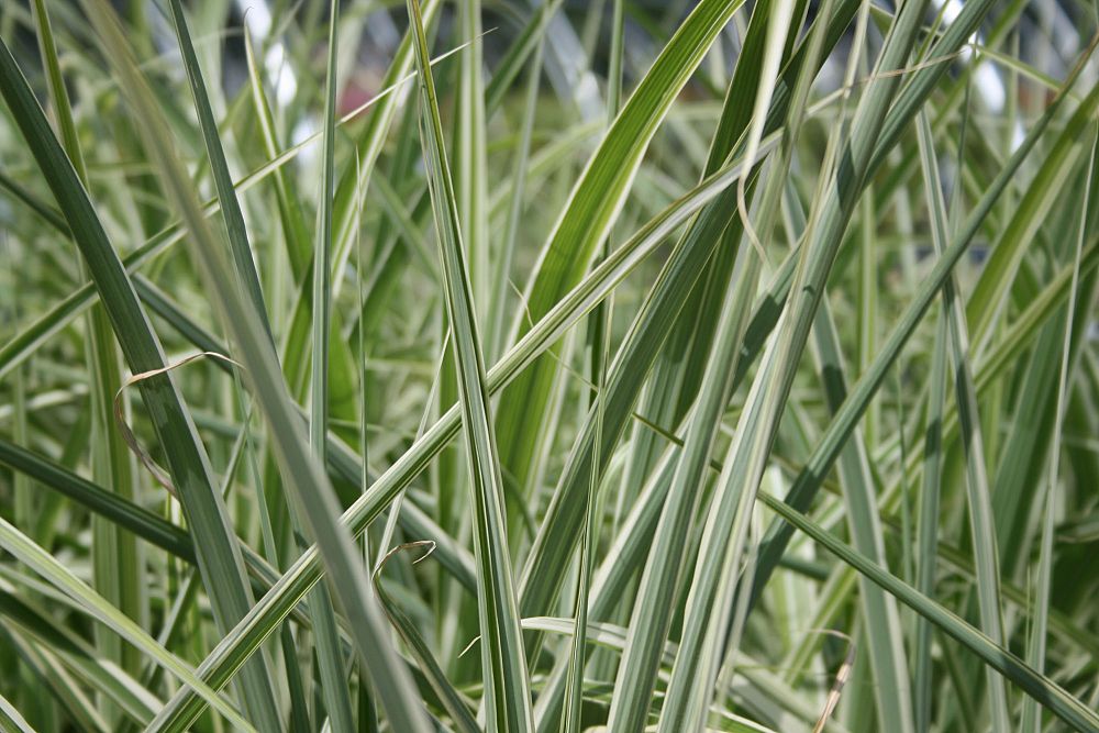 miscanthus-sinensis-cosmopolitan-chinese-silvergrass-maiden-grass-zebra-grass-eulalia