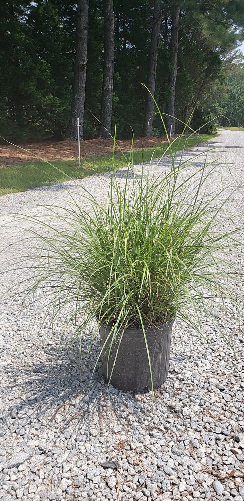 miscanthus-sinensis-little-zebra-eulalia-grass-chinese-silvergrass-maiden-grass