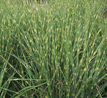 miscanthus-sinensis-strictus-eulalia-grass-chinese-silvergrass-maiden-grass-porcupine-grass