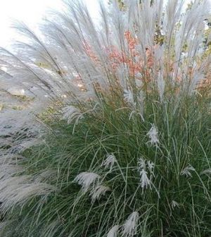 miscanthus-sinensis-yaku-jima-eulalia-grass-chinese-silvergrass-maiden-grass