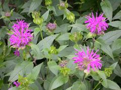 monarda-didyma-blue-stocking-bee-balm