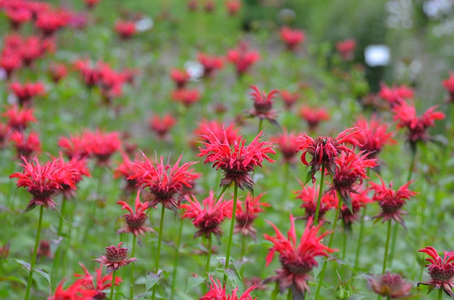 monarda-didyma-gardenview-scarlet-bee-balm