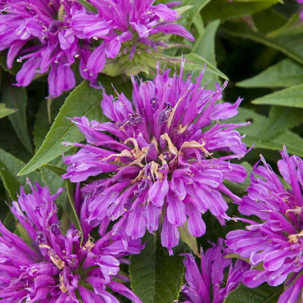 monarda-didyma-grand-parade-bee-balm