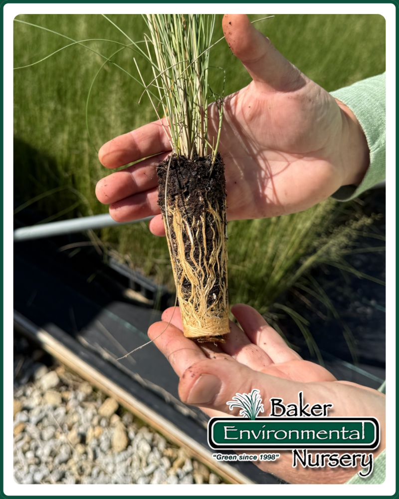muhlenbergia-capillaris-white-cloud-gulf-coast-muhly-grass-hair-awn-muhly