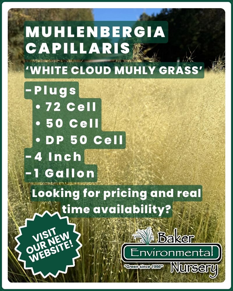 muhlenbergia-capillaris-white-cloud-gulf-coast-muhly-grass-hair-awn-muhly