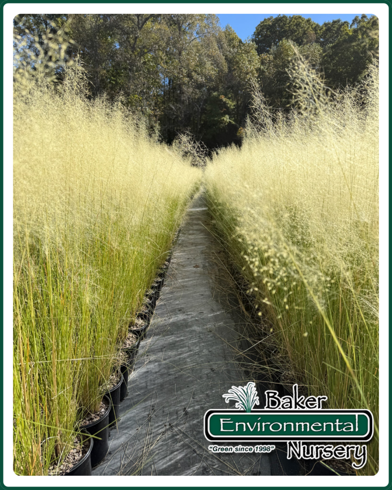 muhlenbergia-capillaris-white-cloud-gulf-coast-muhly-grass-hair-awn-muhly