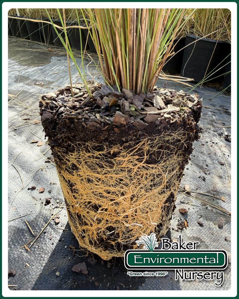muhlenbergia-capillaris-white-cloud-gulf-coast-muhly-grass-hair-awn-muhly