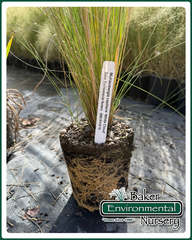 muhlenbergia-capillaris-white-cloud-gulf-coast-muhly-grass-hair-awn-muhly