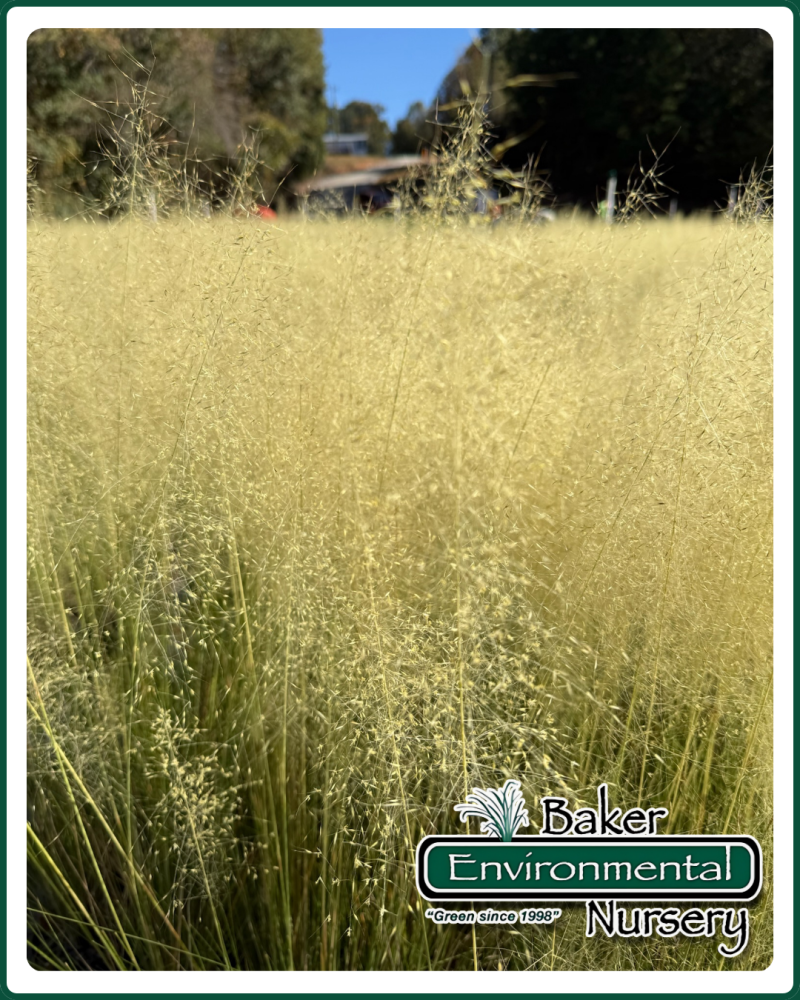 muhlenbergia-capillaris-white-cloud-gulf-coast-muhly-grass-hair-awn-muhly