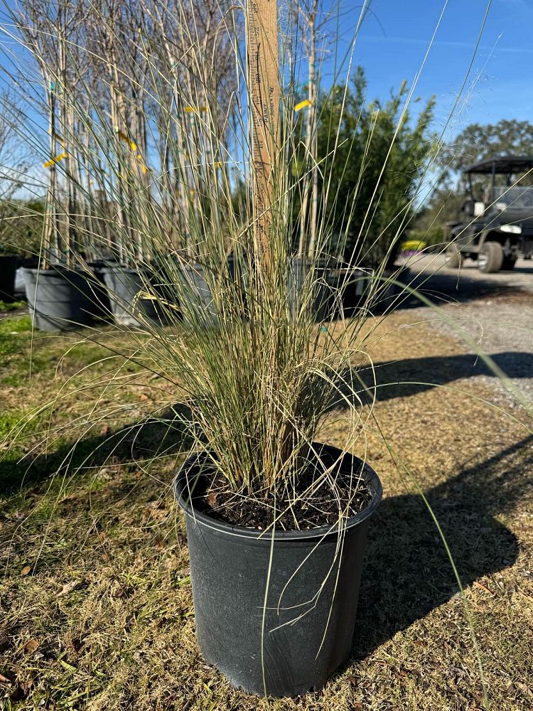 muhlenbergia-muhly-grass