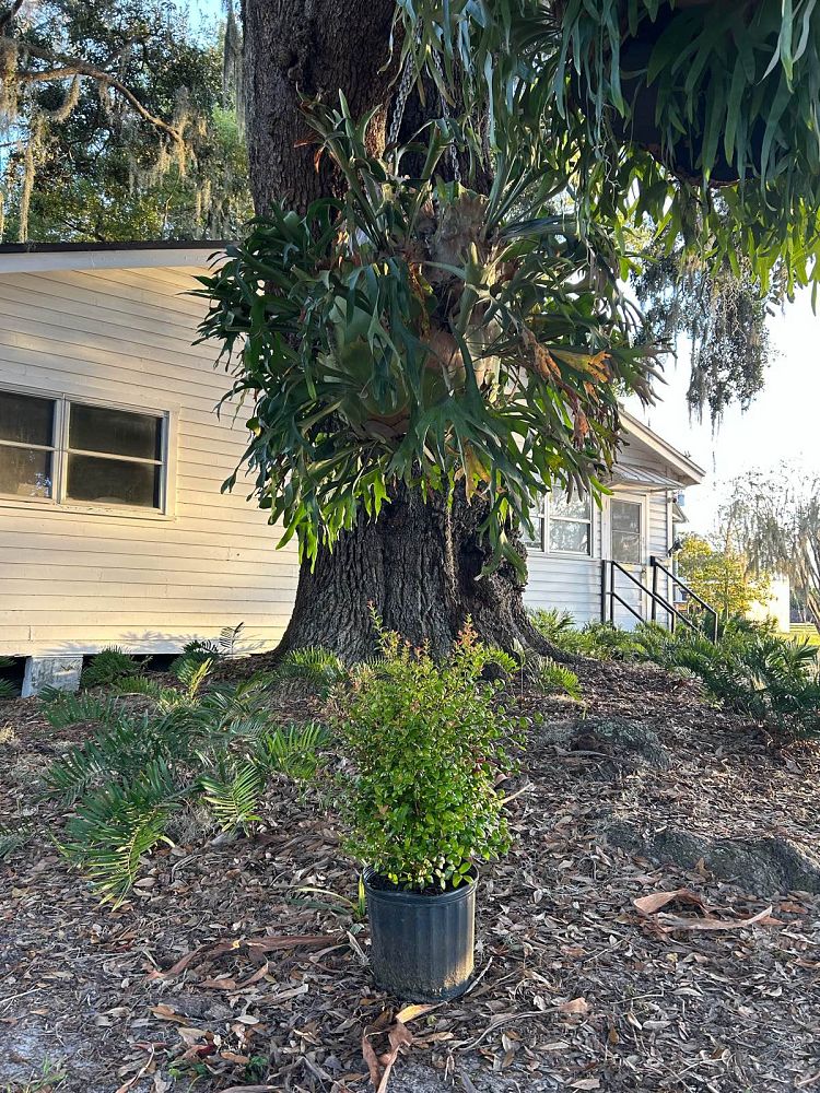 myrcianthes-fragrans-simpson-s-stopper