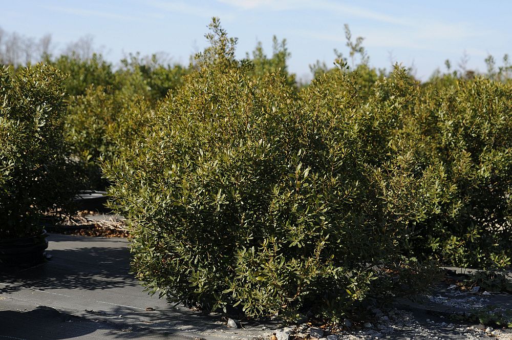 myrica-cerifera-little-bull-southern-wax-myrtle-southern-bayberry