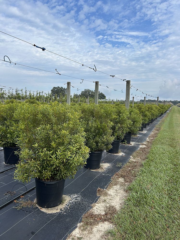 myrica-cerifera-southern-wax-myrtle-southern-bayberry-morella-cerifera