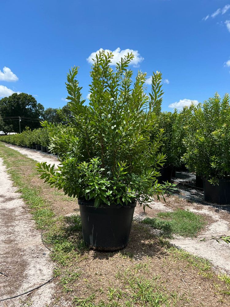 myrica-cerifera-southern-wax-myrtle-southern-bayberry-morella-cerifera