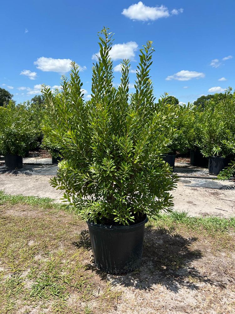 myrica-cerifera-southern-wax-myrtle-southern-bayberry-morella-cerifera