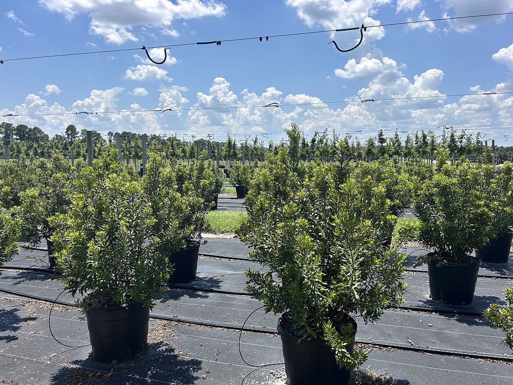 myrica-cerifera-southern-wax-myrtle-southern-bayberry-morella-cerifera