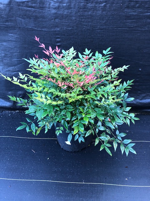 nandina-domestica-gulfstream-heavenly-bamboo-gulftide