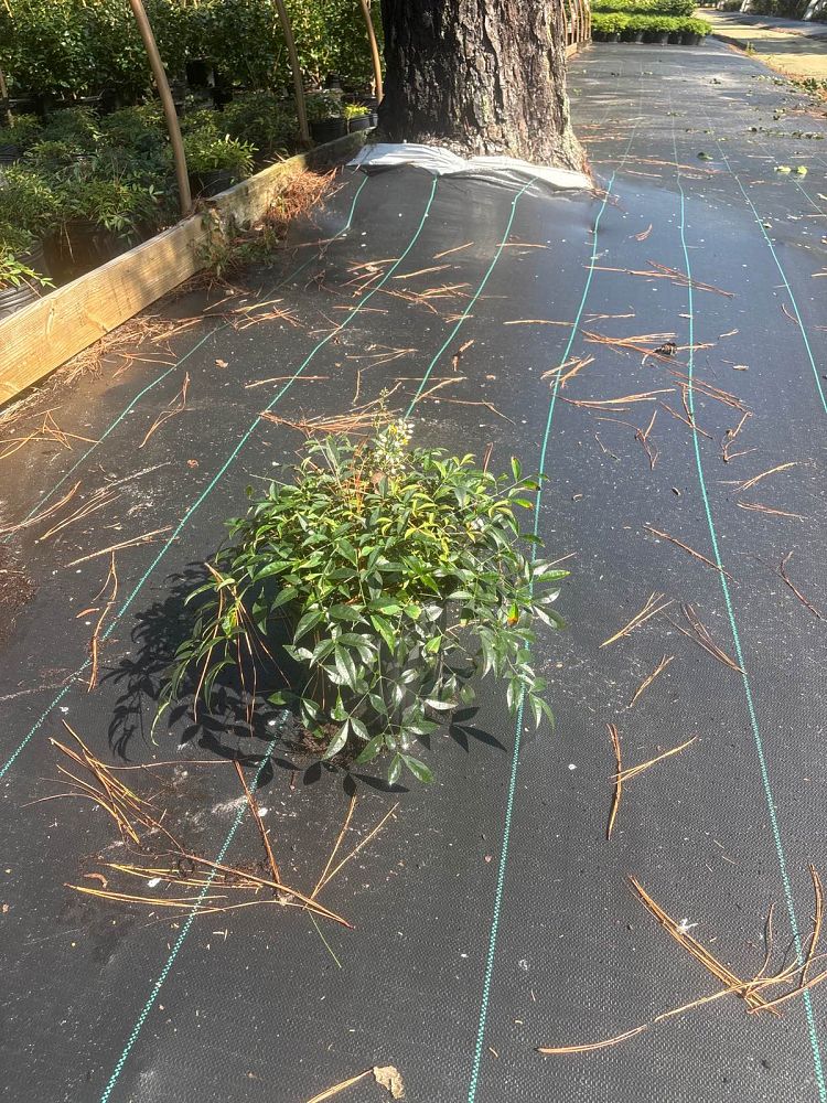 nandina-domestica-harbour-dwarf-heavenly-bamboo