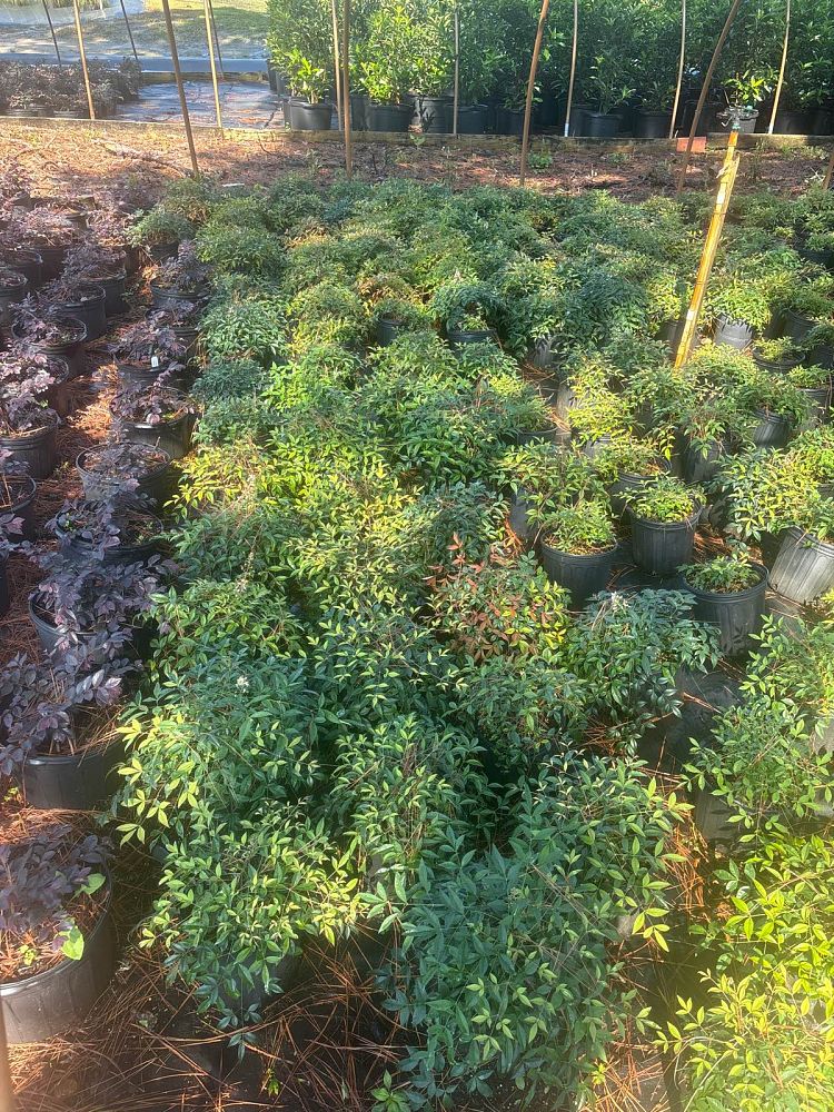 nandina-domestica-harbour-dwarf-heavenly-bamboo