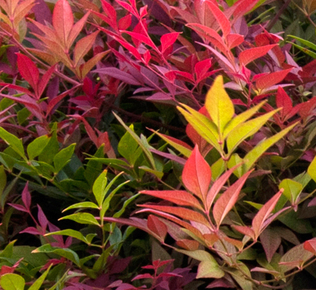 nandina-domestica-seika-obsession-trade-nandina