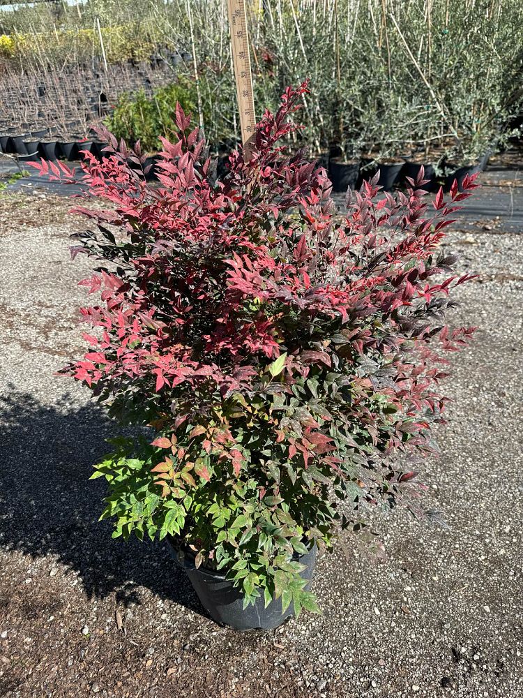 nandina-domestica-zhnan53-cool-glow-reg-pomegranate-nandina