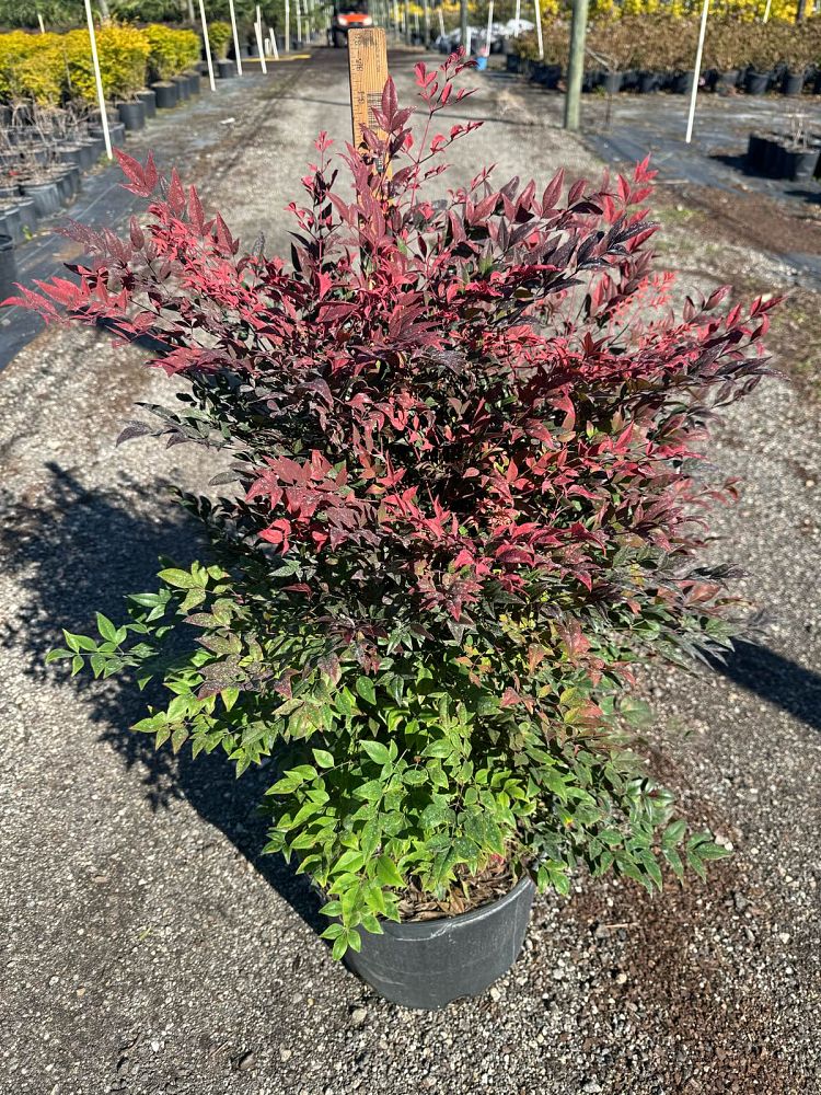 nandina-domestica-zhnan53-cool-glow-reg-pomegranate-nandina